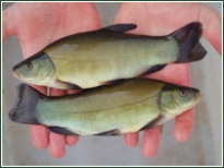 Coldwater Fish
